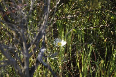 Lampranthus reptans, photographed by Tony Rebelo