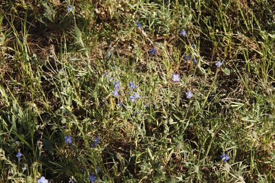 Heliophila africana, photographed by Tony Rebelo