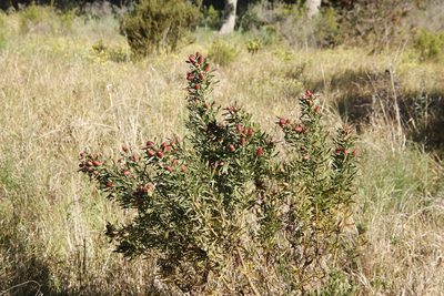 Leucadendron macowanii, photographed by Tony Rebelo