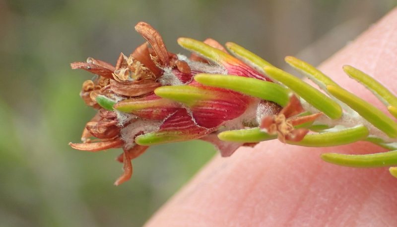 Passerina falcifolia, photographed by Nicola van Berkel