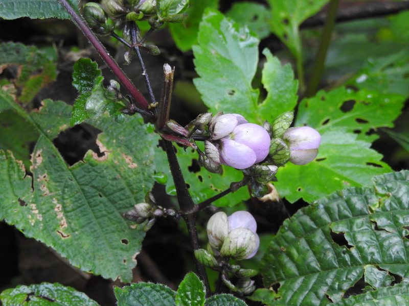 Strobilanthes lupulina, photographed by Hopeland