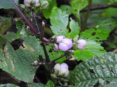 Strobilanthes lupulina, photographed by Hopeland
