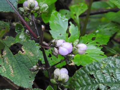 Strobilanthes lupulina, photographed by Hopeland