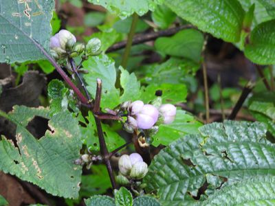 Strobilanthes lupulina, photographed by Hopeland