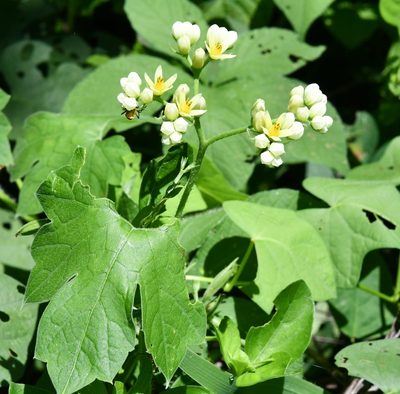 Gronovia scandens, photographed by adel-fridus