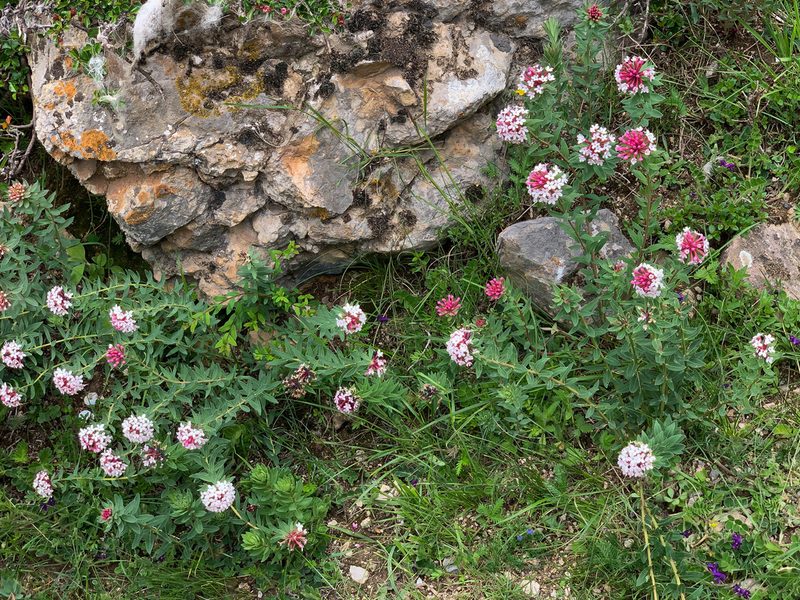 Stellera chamaejasme, photographed by Wang.QG