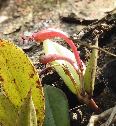 Aeschynanthus perrottetii, photographed by Hopeland
