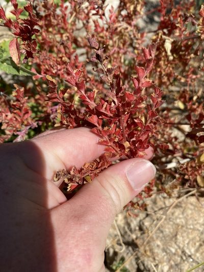 Acalypha neomexicana, photographed by Henry Frye