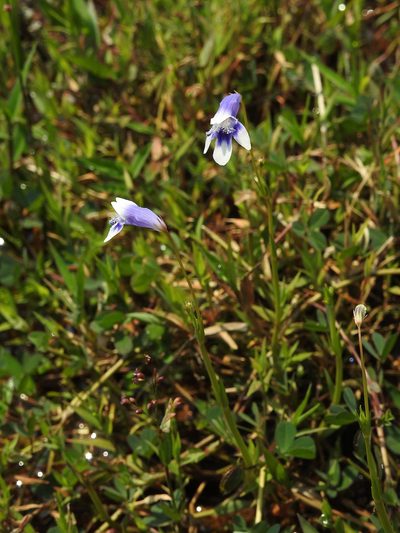 Lindernia hyssopioides, photographed by Hopeland