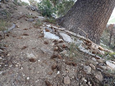 Pinus flexilis, photographed by Matt Lavin