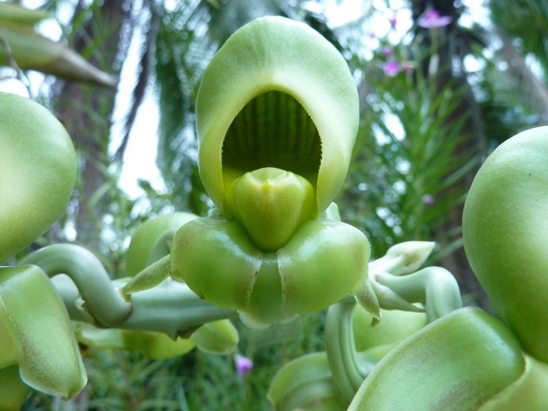 Catasetum maculatum, photographed by Thibaud Aronson