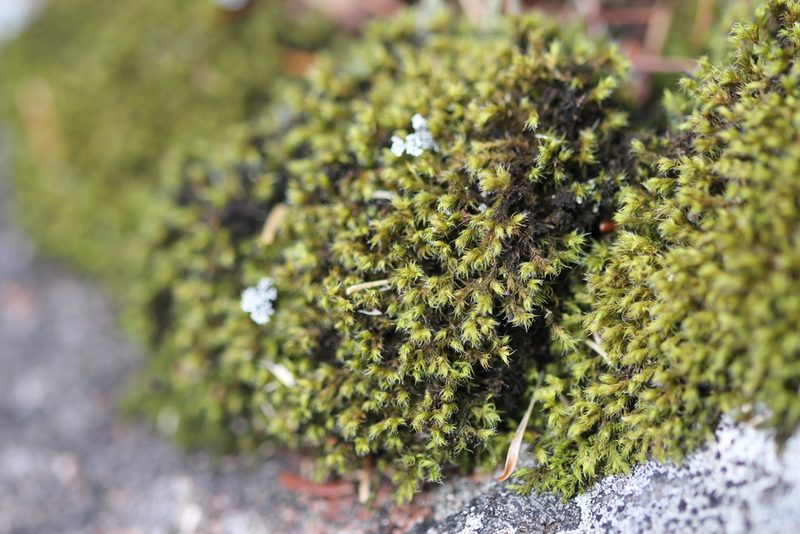 Bucklandiella microcarpos, photographed by Quinten Wiegersma
