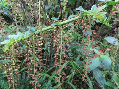 Coriaria ruscifolia, photographed by Juan C. Espinosa