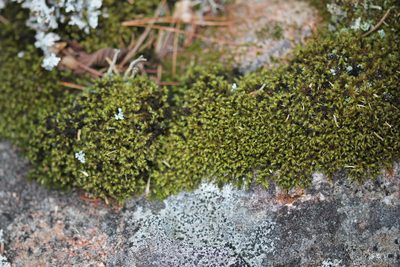 Bucklandiella microcarpos, photographed by Quinten Wiegersma