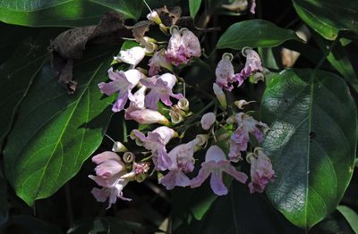 Fridericia chica, photographed by Hugo Hulsberg