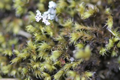 Bucklandiella microcarpos, photographed by Quinten Wiegersma