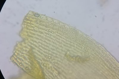 Bucklandiella microcarpos, photographed by Quinten Wiegersma