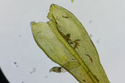 Bucklandiella microcarpos, photographed by Quinten Wiegersma