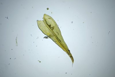 Bucklandiella microcarpos, photographed by Quinten Wiegersma