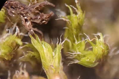 Bucklandiella microcarpos, photographed by Quinten Wiegersma