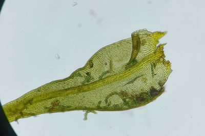Bucklandiella microcarpos, photographed by Quinten Wiegersma