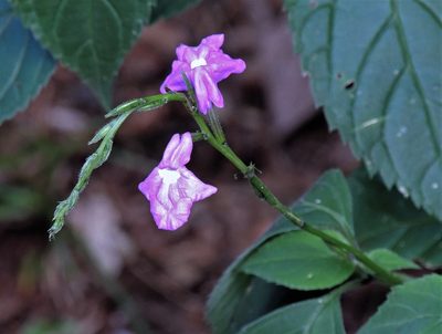 Bouchea fluminensis, photographed by Hugo Hulsberg