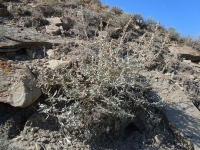 Atriplex gardneri, photographed by Matt Lavin