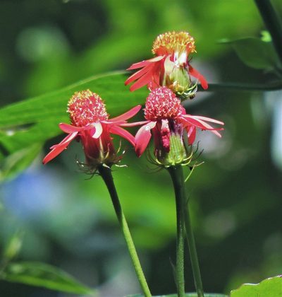 Pseudogynoxys cabrerae, photographed by Hugo Hulsberg