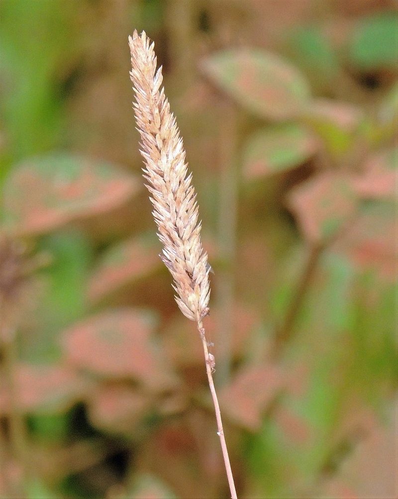 Phalaris angusta, photographed by Hugo Hulsberg