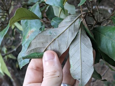 Couepia polyandra, photographed by Eric Knight