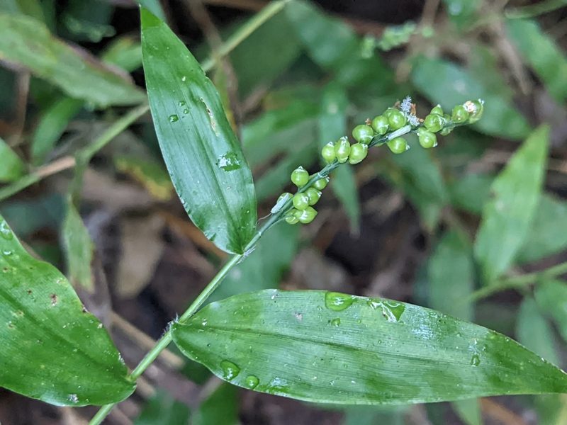 Lasiacis ruscifolia, photographed by Eric Knight