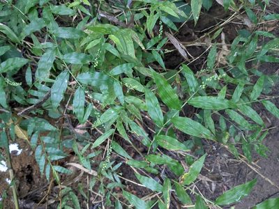 Lasiacis ruscifolia, photographed by Eric Knight