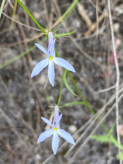 Lobelia hypsibata, photographed by Dave U