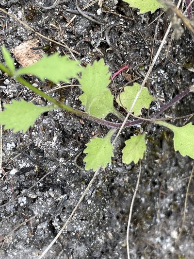 Lobelia hypsibata, photographed by Dave U