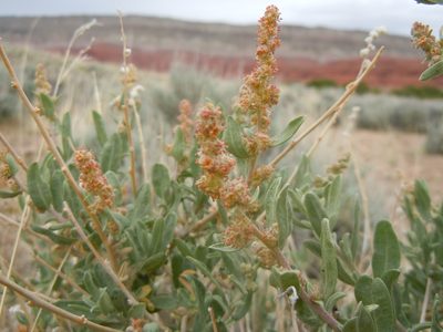 Atriplex gardneri, photographed by Matt Lavin