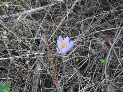 Crocus autumnalis, photographed by Duarte Frade