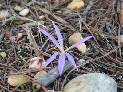 Colchicum filifolium, photographed by Duarte Frade