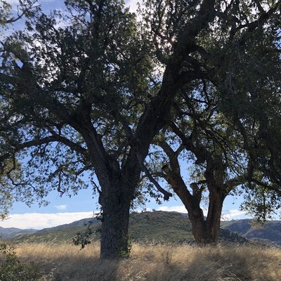 Quercus engelmannii, photographed by Marc Whitaker
