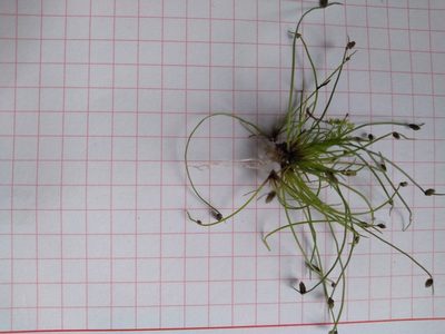 Isolepis sepulcralis