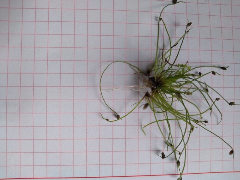 Isolepis sepulcralis, photographed by Felix Collins