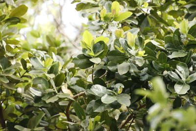 Syzygium cordatum, photographed by Tony Rebelo