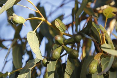 Eucalyptus gomphocephala, photographed by Tony Rebelo