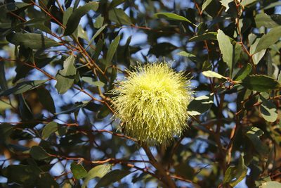 Eucalyptus conferruminata, photographed by Tony Rebelo