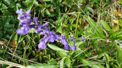 Salvia farinacea, photographed by Chris Hughes
