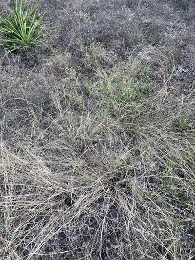 Sporobolus compositus, photographed by WCD Staff