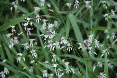 Melasphaerula graminea, photographed by Tony Rebelo
