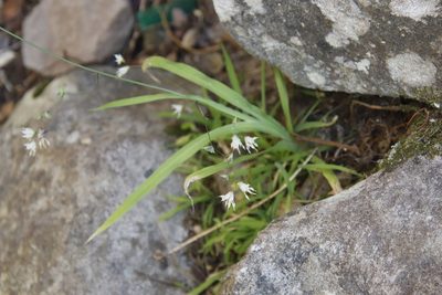 Melasphaerula graminea, photographed by Tony Rebelo