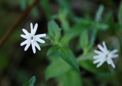 Silene undulata, photographed by Tony Rebelo