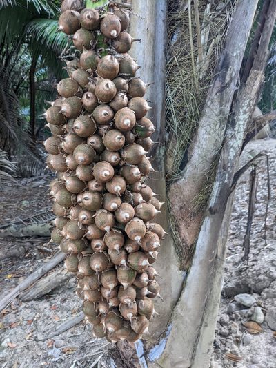 Attalea cohune, photographed by Eric Knight