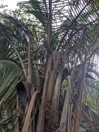 Attalea cohune, photographed by Eric Knight